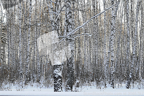 Image of Birch wood in the winter.