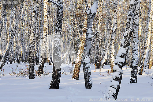 Image of Winter birch forest.