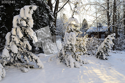 Image of winter landscape, pine trees covered with snow