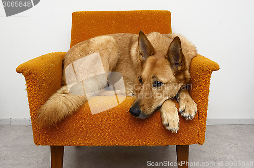 Image of brown dog lying in the orange chair