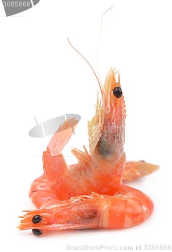 Image of some shrimps