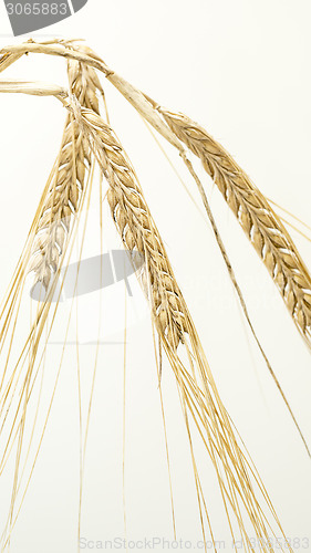 Image of Golden wheat close 