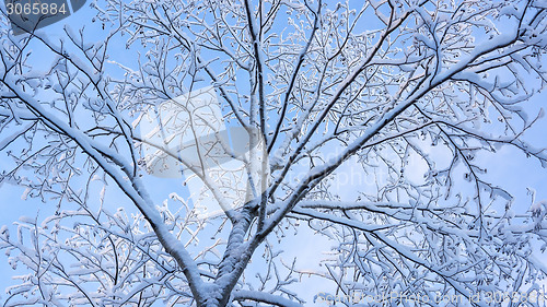 Image of Fluffy snow on branches of tree 