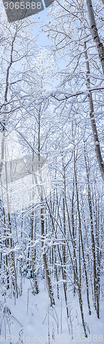 Image of Vertical panorama of snowy forest