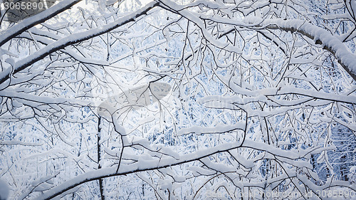 Image of Fluffy snow on branches in nothern forest