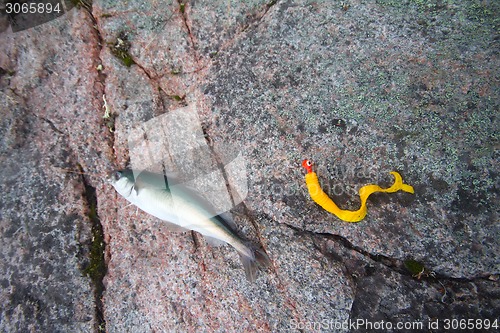 Image of haddock on a rod night sea fishing in Scandinavia