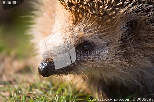 Image of hedgehog  needle wild animal close up