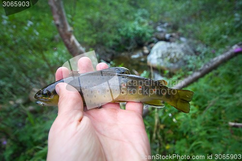 Image of salmon fishing in a polar creek