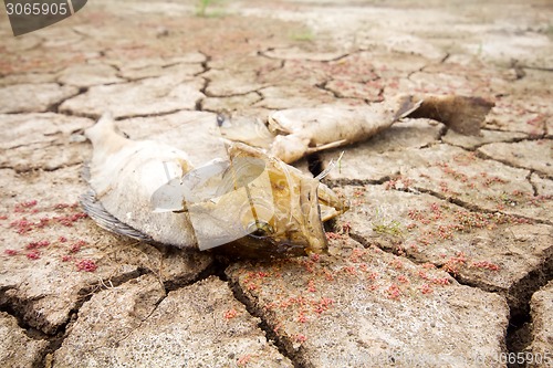 Image of dead fish drought lake  heat