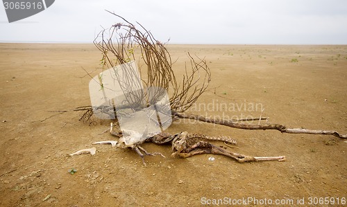 Image of dead animal among sand and  drought