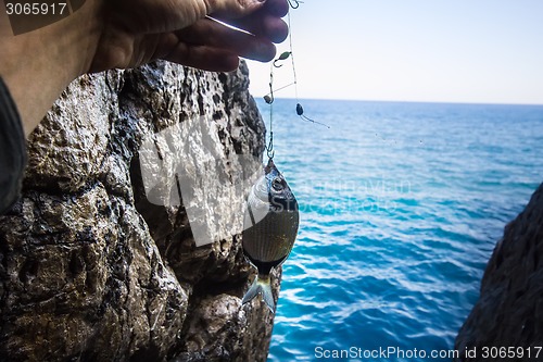 Image of Rock sea fishing sargus  Mediterranean