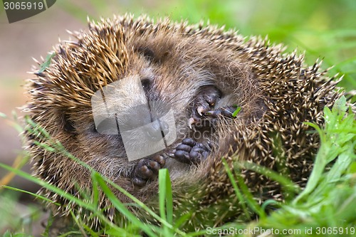 Image of hedgehog curled  and sleeps ant awakes him