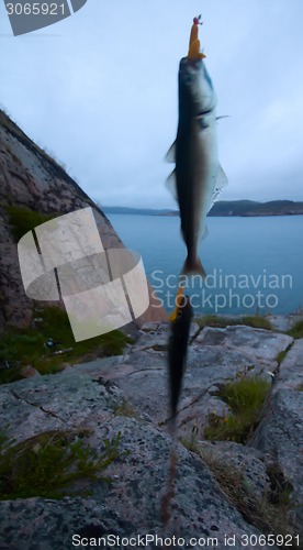Image of haddock on a rod night sea fishing in Scandinavia