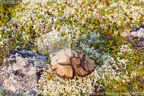 Image of magic symbol Scandinavian special mushroom