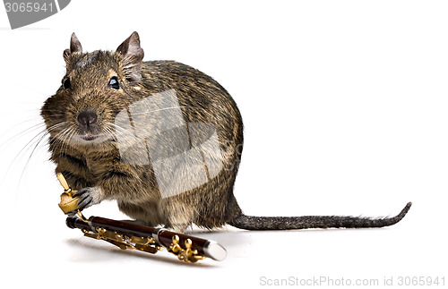 Image of degu pet musician