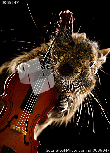 Image of degu pet musician