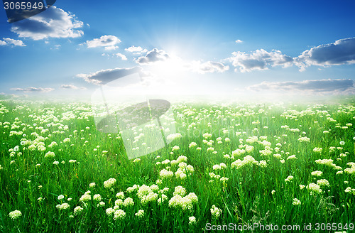 Image of Field of flowers