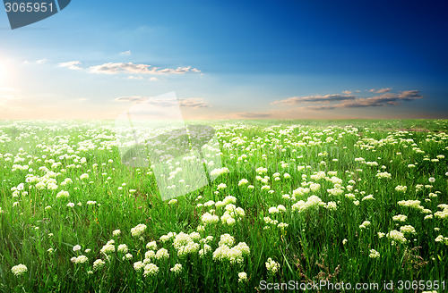 Image of Flowers at sunset