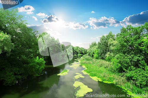 Image of River and forest