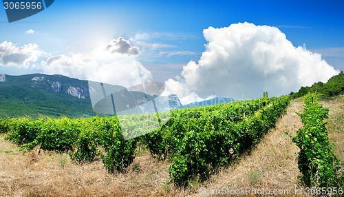 Image of Mountains and vineyard