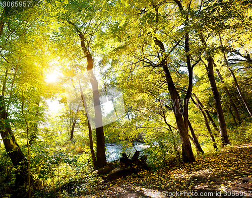 Image of Forest on slope