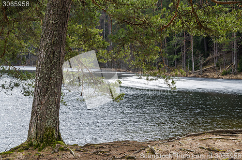 Image of Spring landscape at wood lake