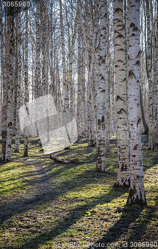 Image of Birch wood in the spring