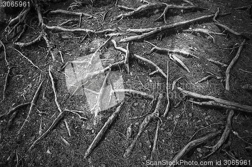 Image of The roots of trees, close-up  