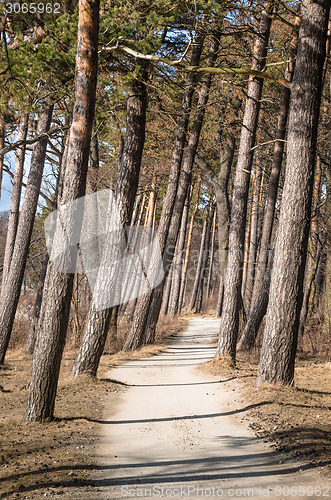 Image of Pine trees growing on the coast of the Baltic Sea
