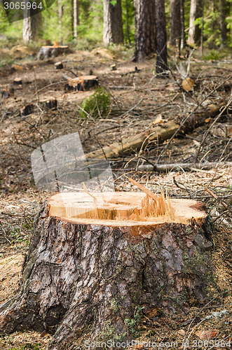 Image of Pine stump after deforestation, close-up  
