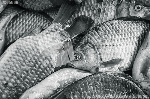 Image of Bream close-up. Black and white photo, toning