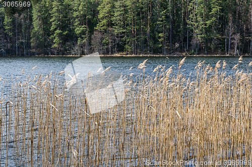 Image of Spring landscape at wood lake