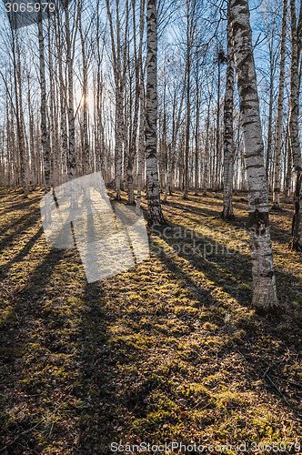 Image of Sunny spring morning in birch forest