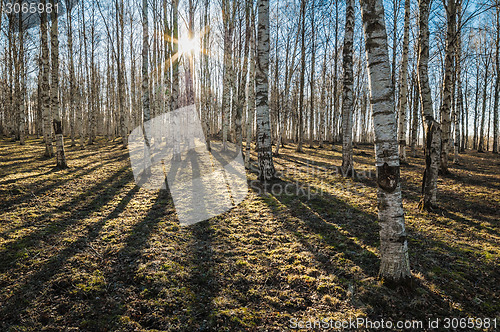 Image of Sunny spring morning in birch forest