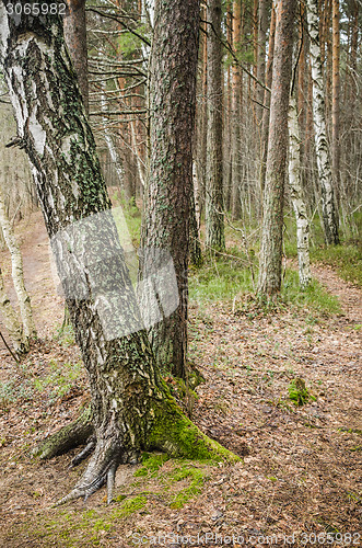 Image of Spring March landscape at wood 