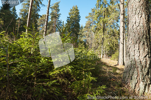 Image of Spring March landscape at wood 