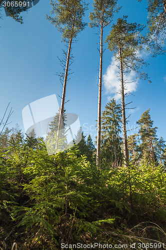 Image of Spring March landscape at wood 