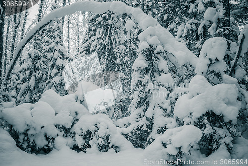 Image of Winter wood. Trees covered by a snow. Toning