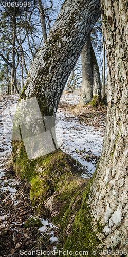 Image of Spring landscape in wood