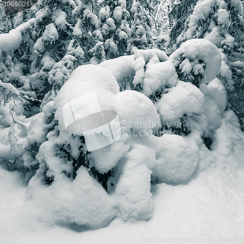 Image of Winter wood. Trees covered by a snow. Toning