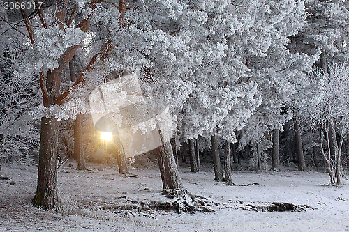 Image of Winter Forest Landscape