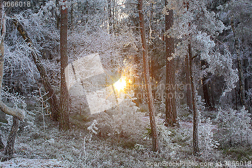 Image of Winter Forest Landscape