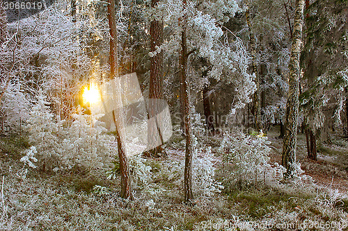 Image of Winter Forest Landscape