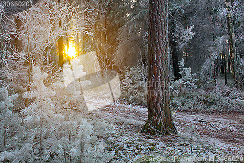 Image of Winter Forest Landscape