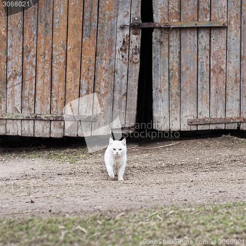 Image of white cat walking towards the camera 