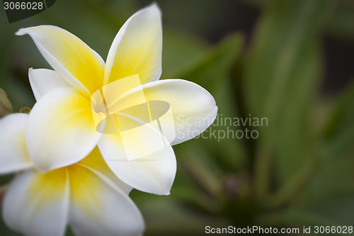 Image of Beautiful Plumeria Flowers on The Branch