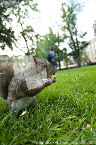 Image of Feeding a squirrel