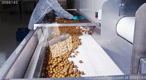 Image of olives in a processing machine
