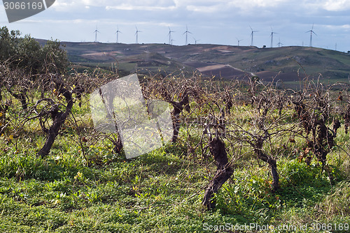 Image of Vineyards in invern harvest