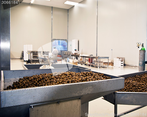 Image of olives in a processing machine